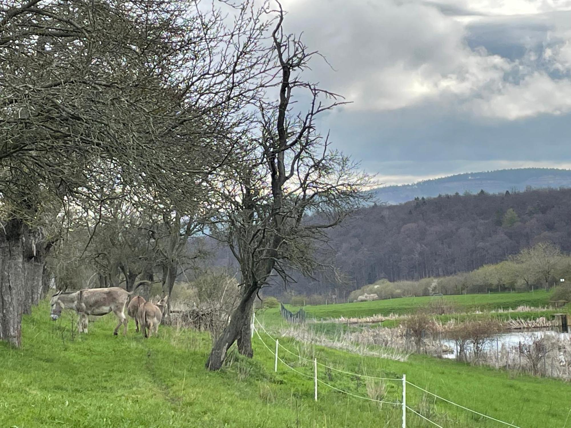 Ferienhof"Waldesel Rippersroda" Dış mekan fotoğraf