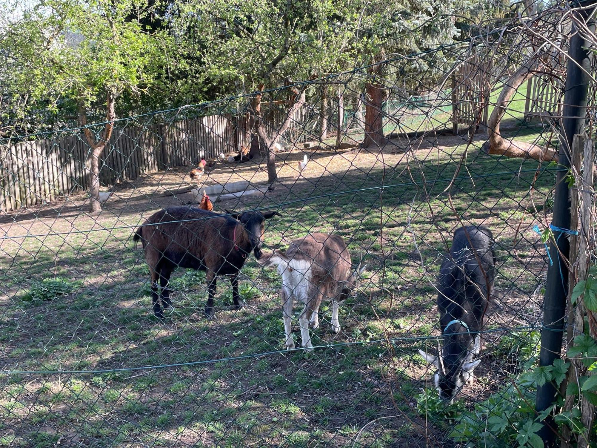 Ferienhof"Waldesel Rippersroda" Dış mekan fotoğraf
