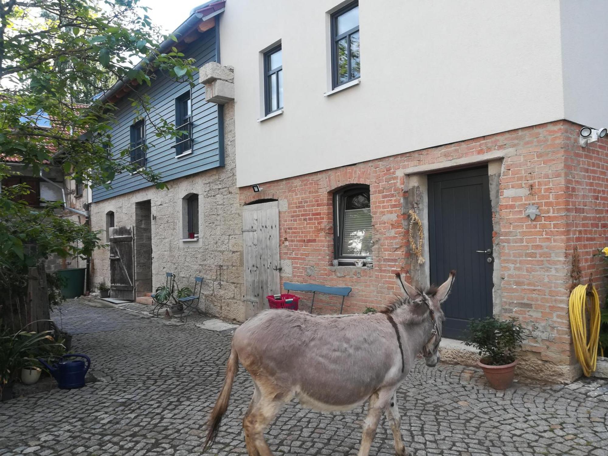 Ferienhof"Waldesel Rippersroda" Dış mekan fotoğraf