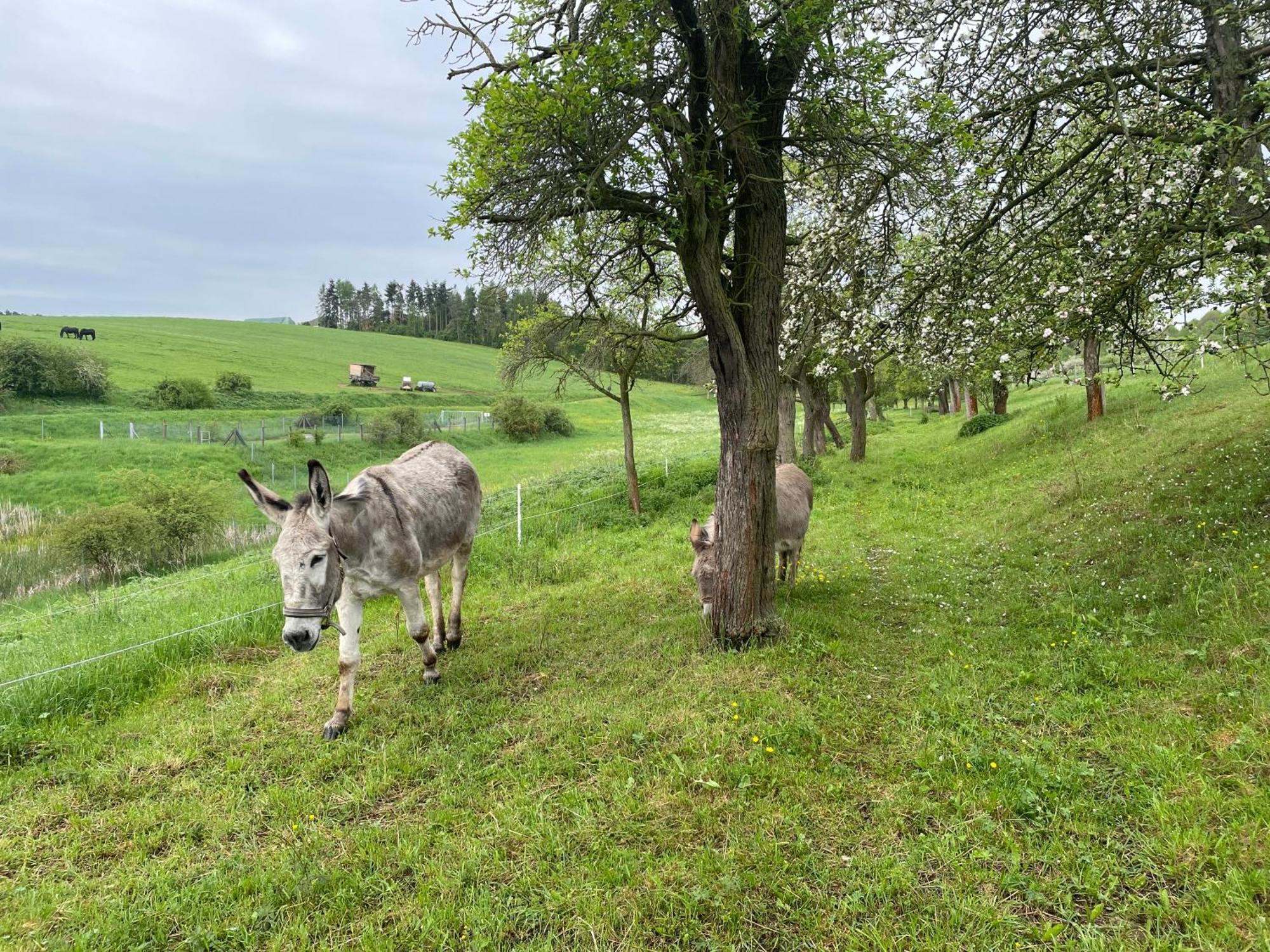 Ferienhof"Waldesel Rippersroda" Dış mekan fotoğraf
